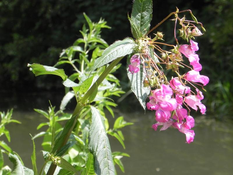 Himalayan balsam flowers
