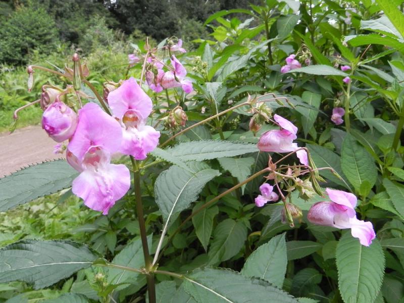 Himalayan balsam plants